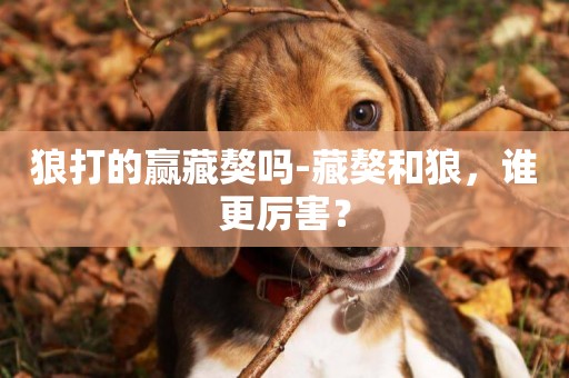 狼打的贏藏獒嗎-藏獒和狼，誰更厲害？