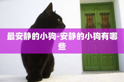 最安靜的小狗-安靜的小狗有哪些