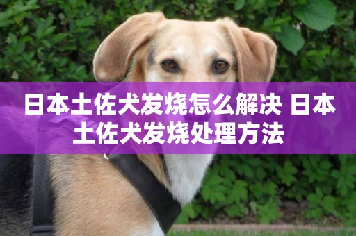 日本土佐犬發燒怎么解決 日本土佐犬發燒處理方法