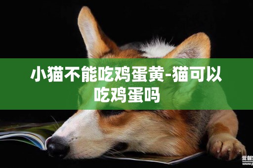 小貓不能吃雞蛋黃-貓可以吃雞蛋嗎