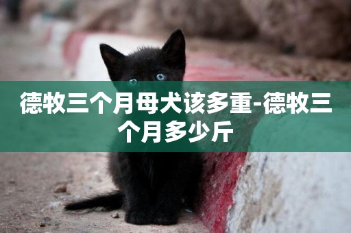 德牧三個月母犬該多重-德牧三個月多少斤