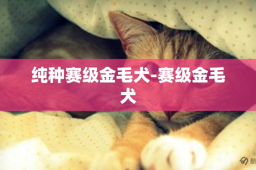純種賽級金毛犬-賽級金毛犬