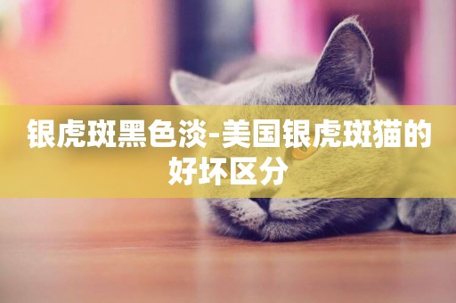 銀虎斑黑色淡-美國銀虎斑貓的好壞區分