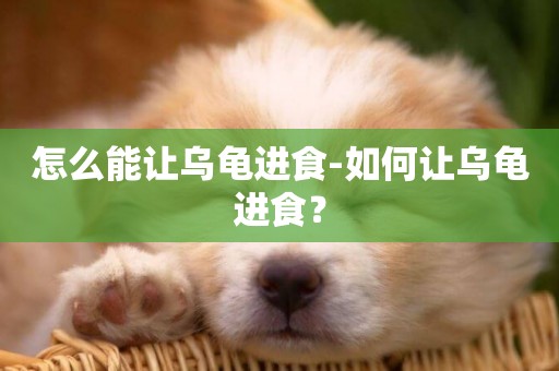 怎么能讓烏龜進食-如何讓烏龜進食？
