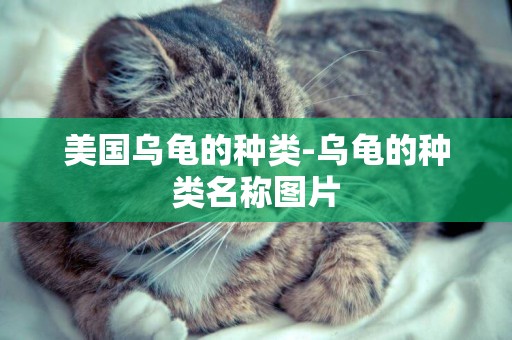 美國烏龜的種類-烏龜的種類名稱圖片