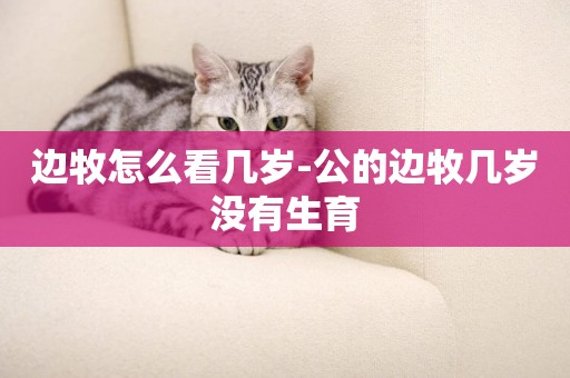 邊牧怎么看幾歲-公的邊牧幾歲沒有生育