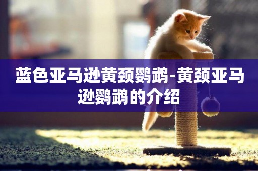 藍色亞馬遜黃頸鸚鵡-黃頸亞馬遜鸚鵡的介紹