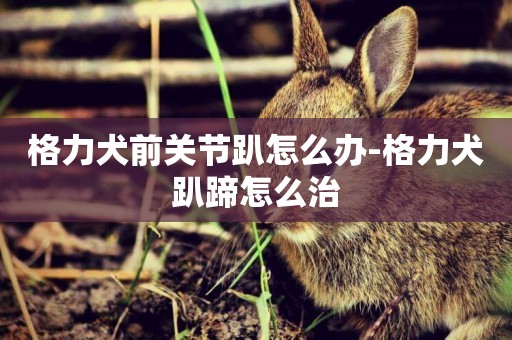 格力犬前關節趴怎么辦-格力犬趴蹄怎么治