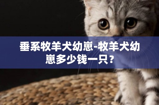 垂系牧羊犬幼崽-牧羊犬幼崽多少錢一只？
