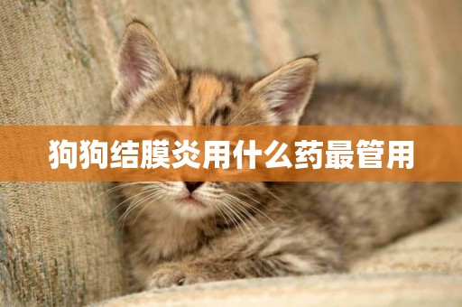 狗狗結膜炎用什么藥最管用