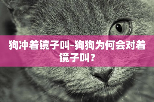 狗沖著鏡子叫-狗狗為何會對著鏡子叫？