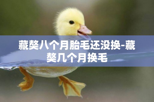 藏獒八個月胎毛還沒換-藏獒幾個月換毛