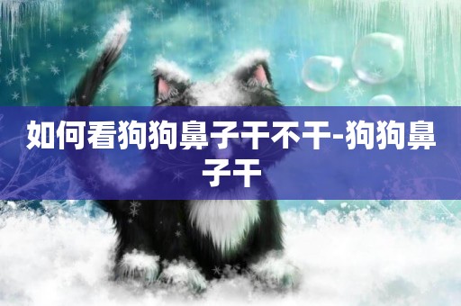如何看狗狗鼻子干不干-狗狗鼻子干