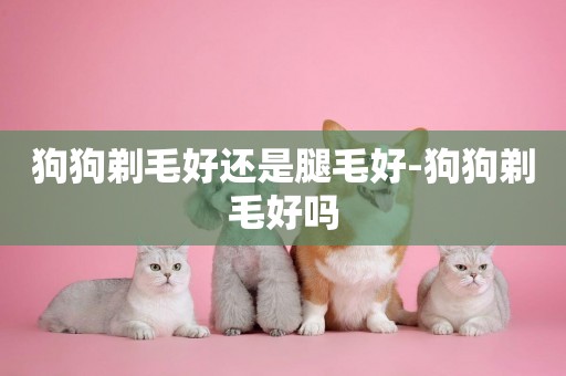 狗狗剃毛好還是腿毛好-狗狗剃毛好嗎