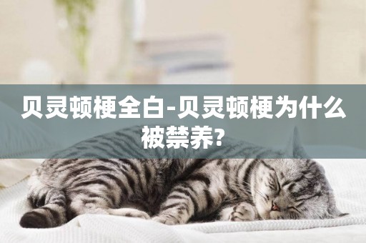 貝靈頓梗全白-貝靈頓梗為什么被禁養?