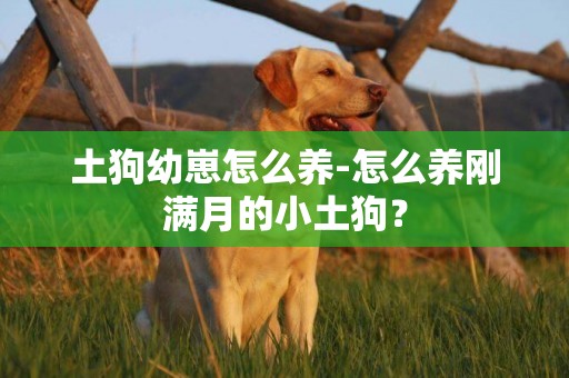 土狗幼崽怎么養-怎么養剛滿月的小土狗？