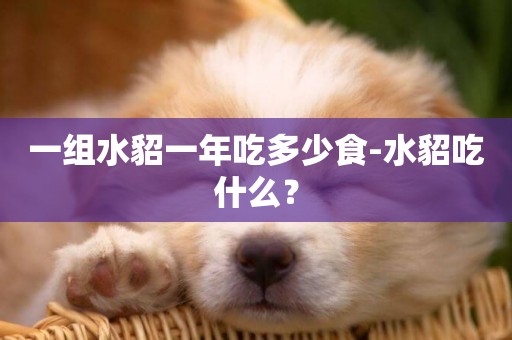 一組水貂一年吃多少食-水貂吃什么？