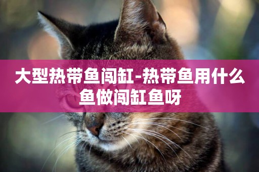 大型熱帶魚闖缸-熱帶魚用什么魚做闖缸魚呀