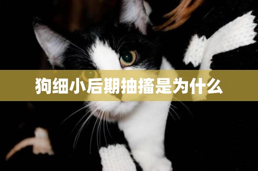 狗細小后期抽搐是為什么