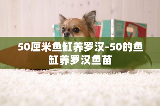50厘米魚缸養羅漢-50的魚缸養羅漢魚苗