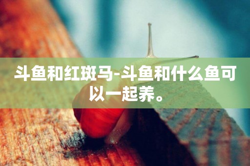 斗魚和紅斑馬-斗魚和什么魚可以一起養。