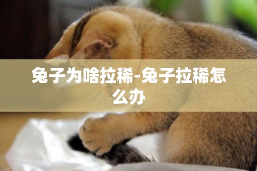 兔子為啥拉稀-兔子拉稀怎么辦