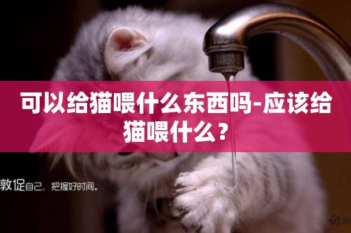 可以給貓喂什么東西嗎-應該給貓喂什么？