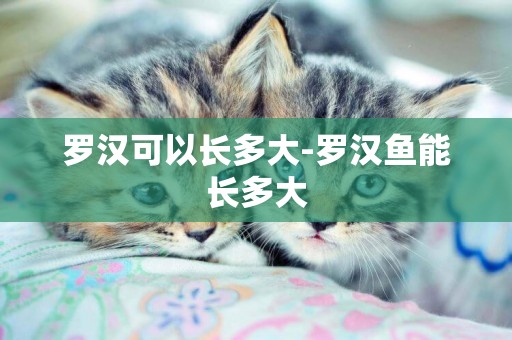 羅漢可以長多大-羅漢魚能長多大