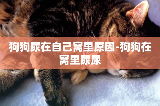 狗狗尿在自己窩里原因-狗狗在窩里尿尿