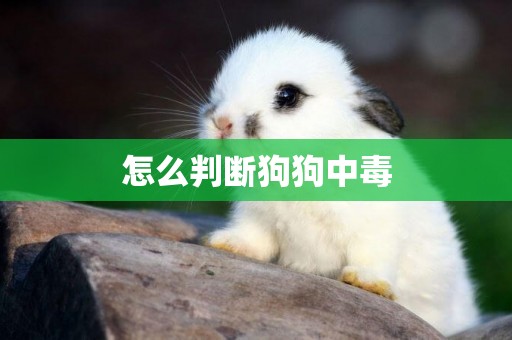怎么判斷狗狗中毒