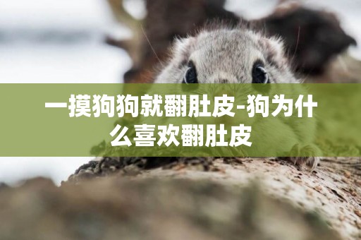 一摸狗狗就翻肚皮-狗為什么喜歡翻肚皮