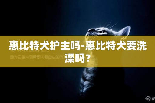 惠比特犬護主嗎-惠比特犬要洗澡嗎？
