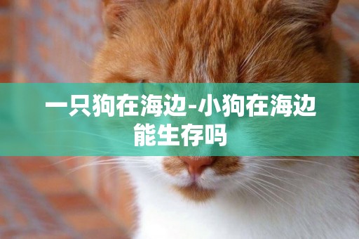 一只狗在海邊-小狗在海邊能生存嗎