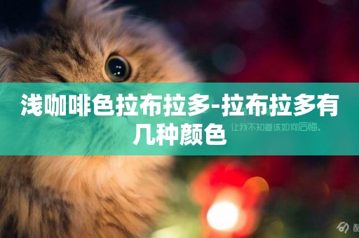 淺咖啡色拉布拉多-拉布拉多有幾種顏色