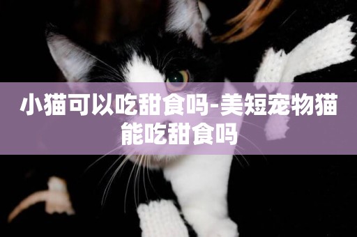 小貓可以吃甜食嗎-美短寵物貓能吃甜食嗎