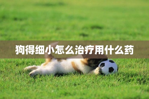 狗得細小怎么治療用什么藥