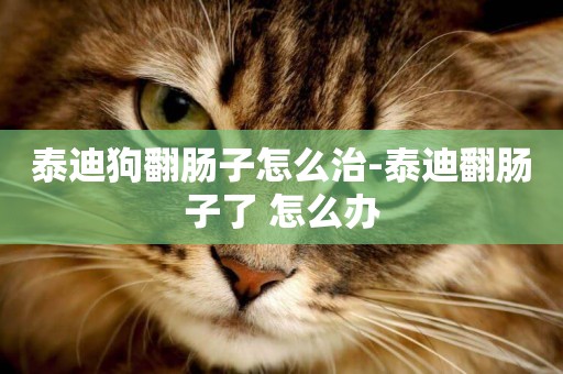 泰迪狗翻腸子怎么治-泰迪翻腸子了 怎么辦