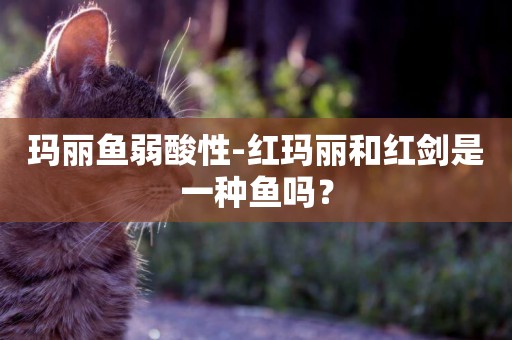 瑪麗魚弱酸性-紅瑪麗和紅劍是一種魚嗎？