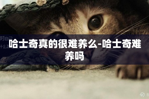 哈士奇真的很難養么-哈士奇難養嗎