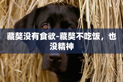 藏獒沒有食欲-藏獒不吃飯，也沒精神