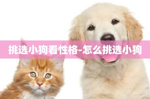 挑選小狗看性格-怎么挑選小狗