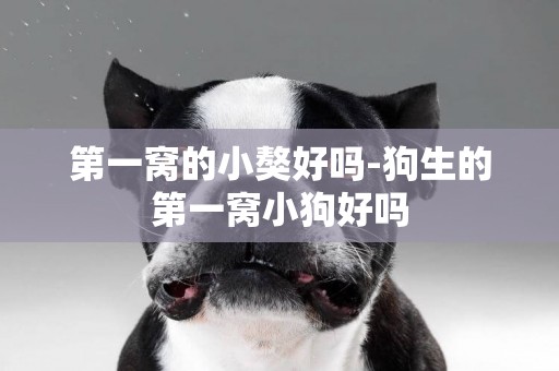 第一窩的小獒好嗎-狗生的第一窩小狗好嗎
