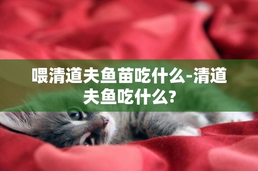 喂清道夫魚苗吃什么-清道夫魚吃什么?