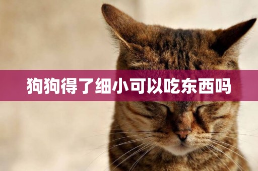 狗狗得了細小可以吃東西嗎