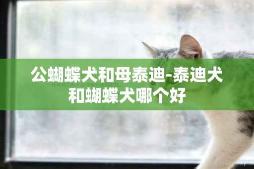 公蝴蝶犬和母泰迪-泰迪犬和蝴蝶犬哪個好