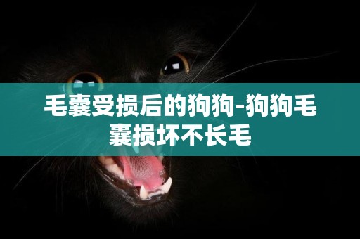 毛囊受損后的狗狗-狗狗毛囊損壞不長毛