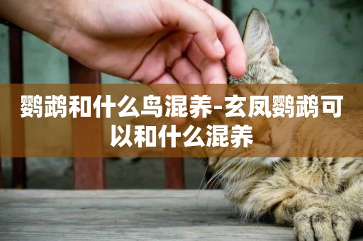 鸚鵡和什么鳥混養-玄鳳鸚鵡可以和什么混養