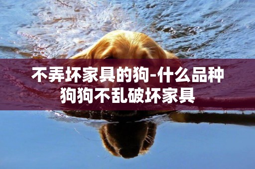 不弄壞家具的狗-什么品種狗狗不亂破壞家具