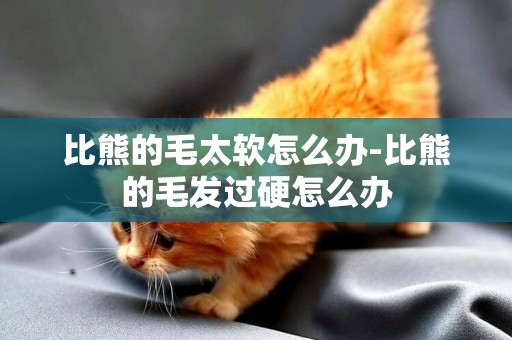 比熊的毛太軟怎么辦-比熊的毛發過硬怎么辦
