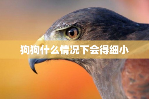 狗狗什么情況下會得細小